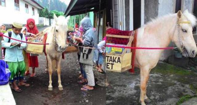 Kuda Poni Pustaka dari Purbalingga Jawa Tengah