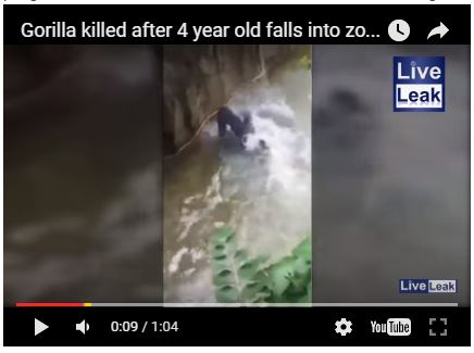 bayi diseret oleh gorilla dikebun binatang amerika