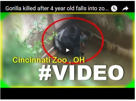 gorilla menyeret anak di kebun binatang cincinnati ohio amerika serikat