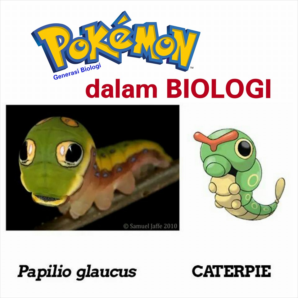 karakter pokemon dalam ilmu biologi atau kehidupan nyata (2)