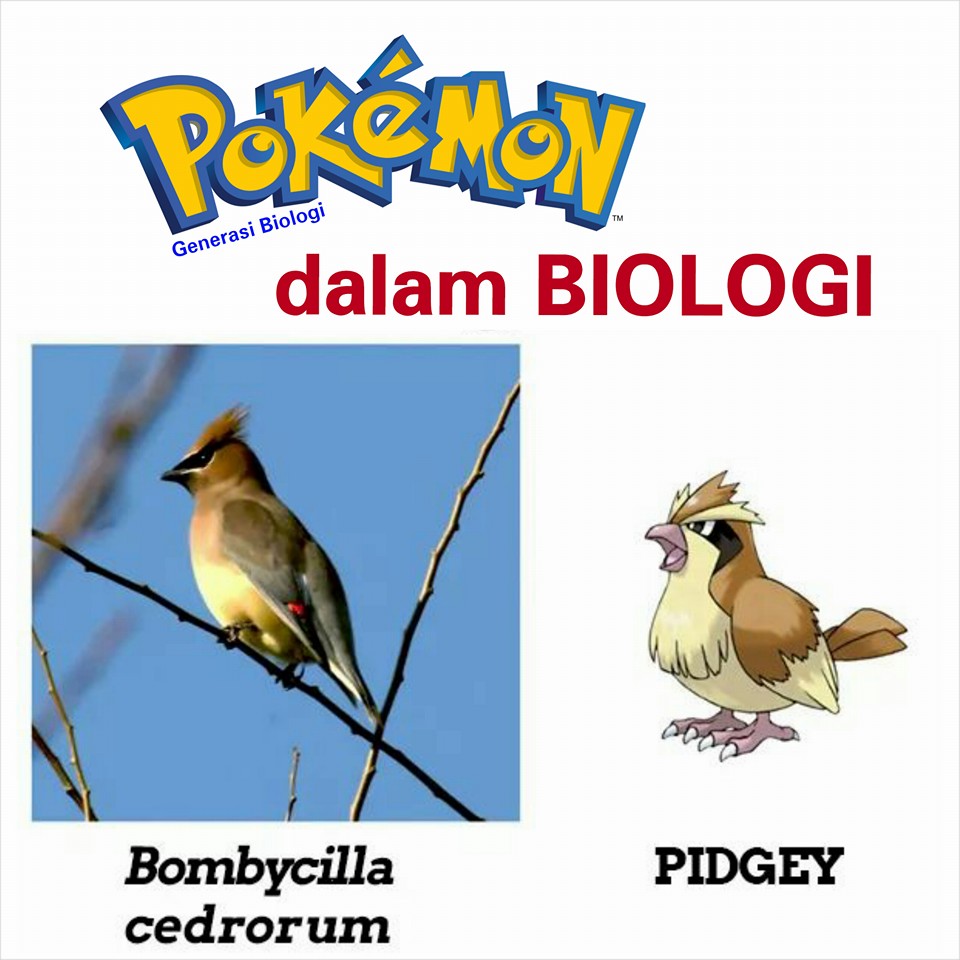 karakter pokemon dalam ilmu biologi atau kehidupan nyata (3)