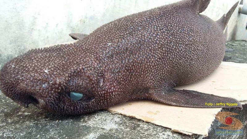 foto ikan hiu langka yang ditemukan jeffry nggala di pantai manado tahun 2016 (1)