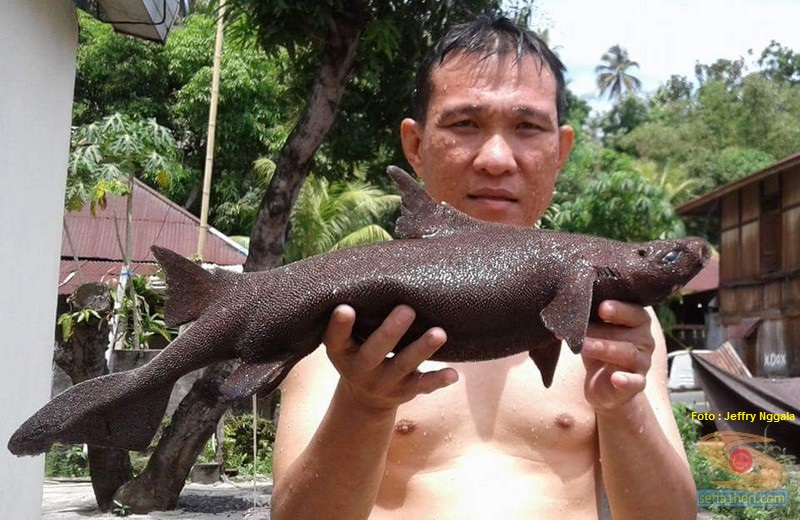 foto ikan hiu langka yang ditemukan jeffry nggala di pantai manado tahun 2016 (4)