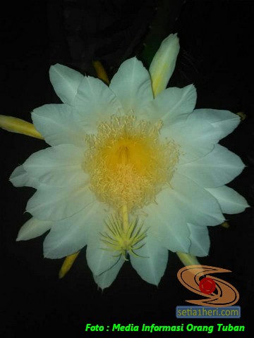Mitos mitos seputar bunga Wijaya Kusuma