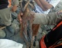 Ditemukan Jenglot di watu-watu pantai Kenjeran Surabaya