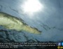 Ngerii…Penyelam di Teluk Palu ini temukan buaya berenang diatasnya